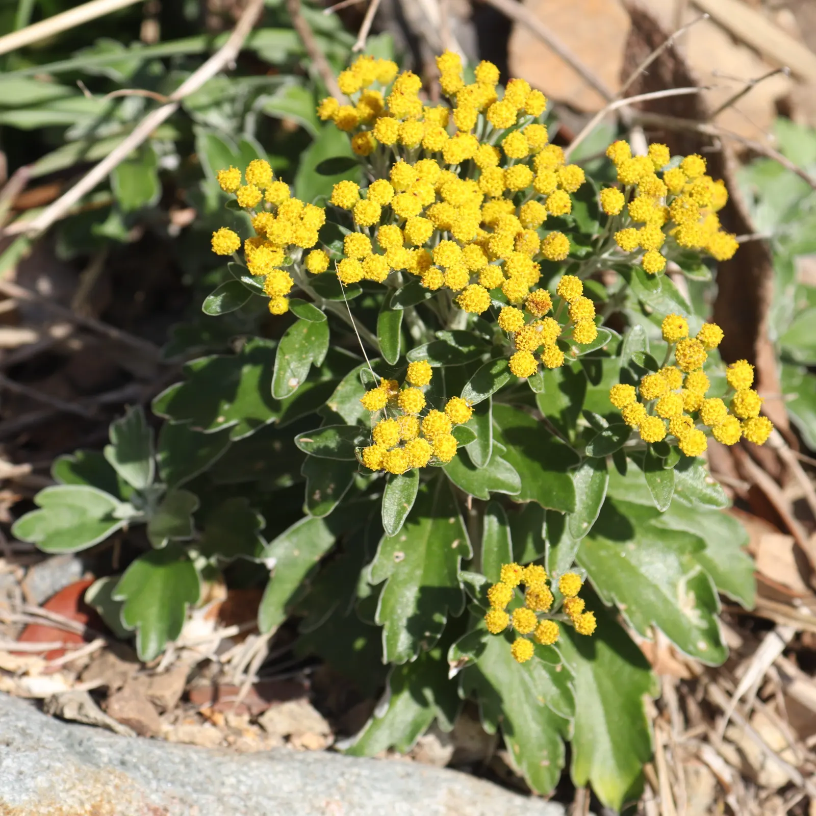 Gold and Silver Chrysanthemum (Chrysanthemum Pacificum) — It thrives in well-drained soil with moderate moisture levels