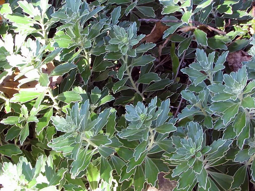 Gold and Silver Chrysanthemum (Chrysanthemum Pacificum) — providing year-round interest with minimal upkeep; its resiliency and distinctive, image 57