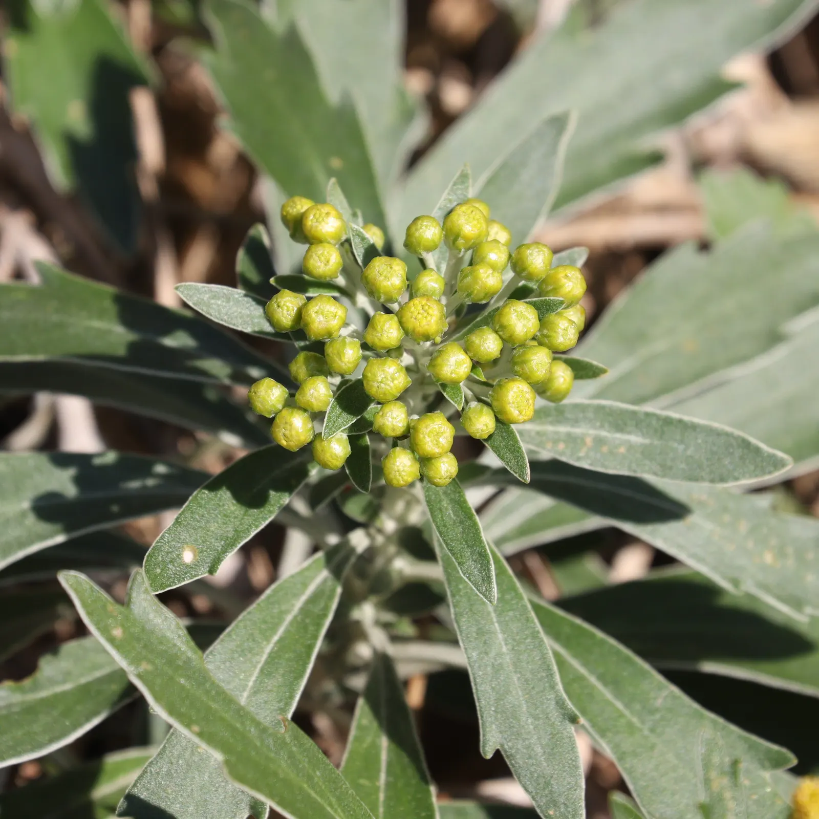 Gold and Silver Chrysanthemum (Chrysanthemum Pacificum) — commonly known as Chrysanthemum pacificum or Pacific Chrysanthemum; ground cover /, image 46