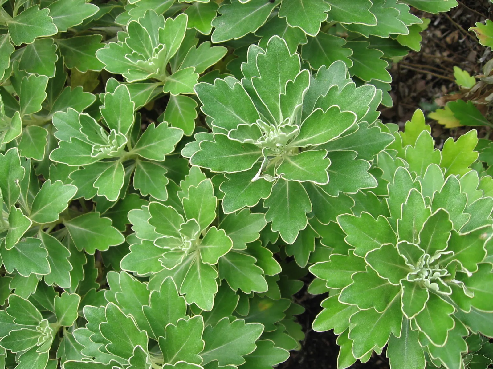 Gold and Silver Chrysanthemum (Chrysanthemum Pacificum) — ground cover / perennial with yellow blooms; ovate leaves with a unique silver edge that adds a