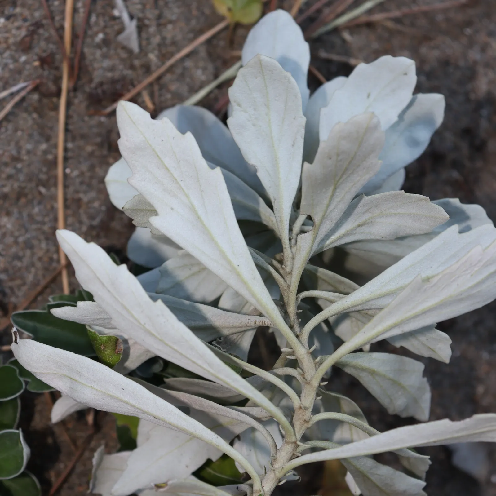 Gold and Silver Chrysanthemum (Chrysanthemum Pacificum) — Ajania can be thoughtfully placed to form a textured carpet that weaves through rock, image 35