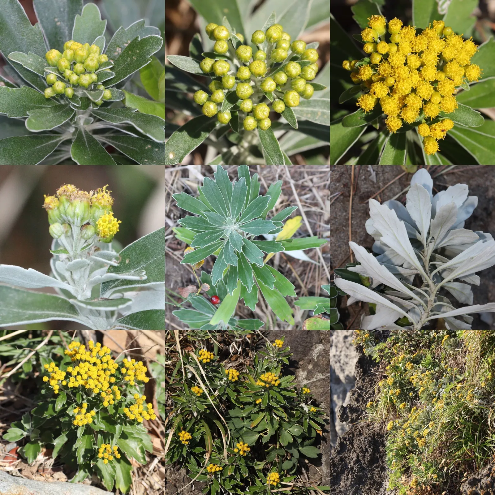 Gold and Silver Chrysanthemum (Chrysanthemum Pacificum) — typically reaching heights of up to 12 inches and spreading outwards to about 18 inches, image 49