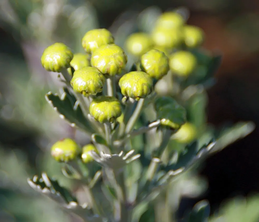 Gold and Silver Chrysanthemum (Chrysanthemum Pacificum) — commonly known as Chrysanthemum pacificum or Pacific Chrysanthemum; ground cover / perennial with