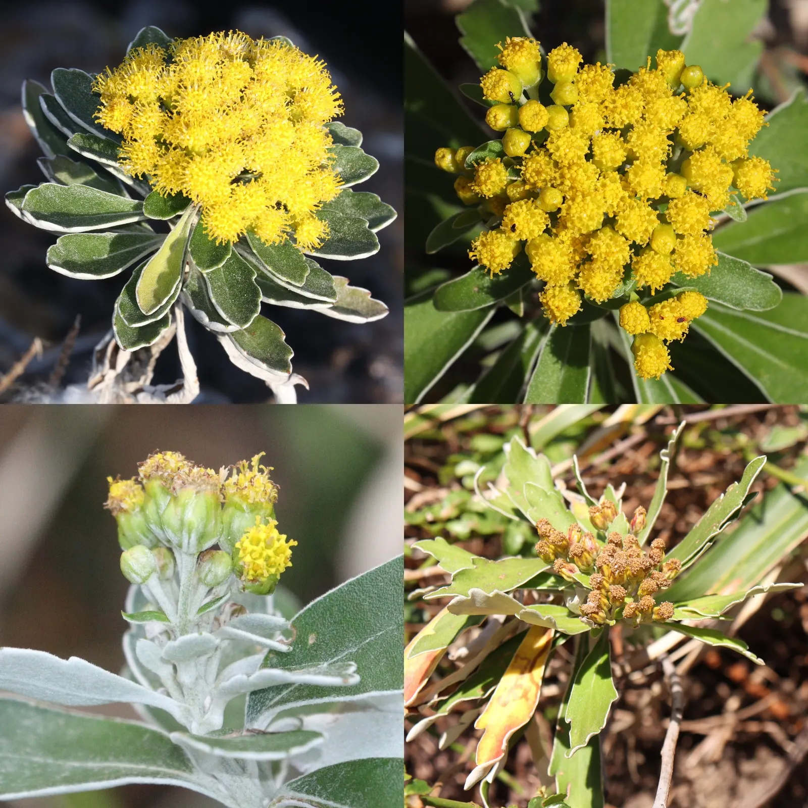 Gold and Silver Chrysanthemum (Chrysanthemum Pacificum) — Its resiliency and distinctive appearance make it a valuable addition to any garden, image 56