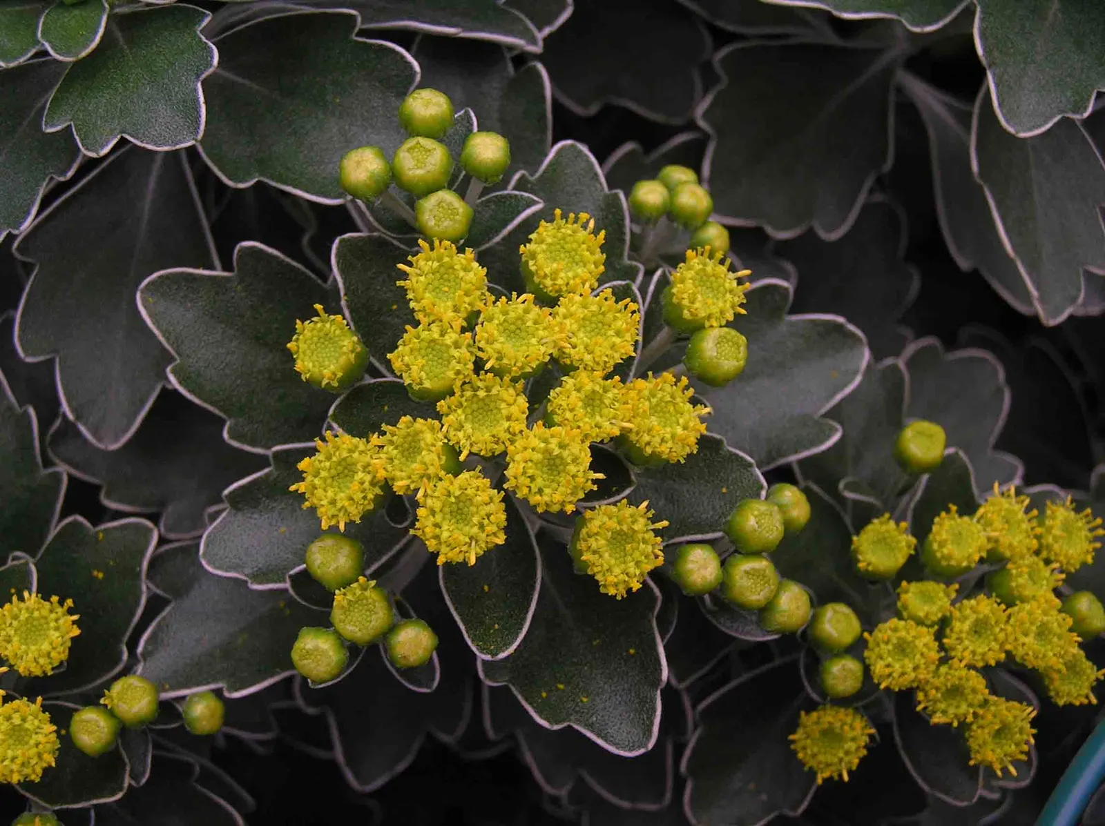 Gold and Silver Chrysanthemum (Chrysanthemum Pacificum) — Thriving in full sun to part shade, it prefers well-drained soil and regular watering, image 44