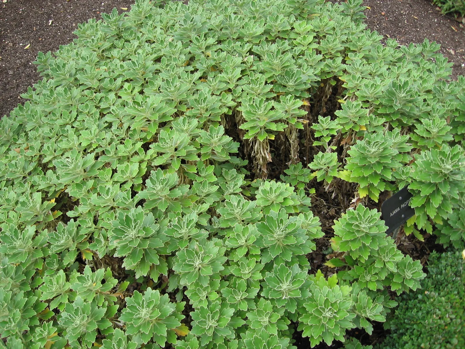 Gold and Silver Chrysanthemum (Chrysanthemum Pacificum) — It thrives in well-drained soil with moderate moisture levels; ajania can be thoughtfully placed to