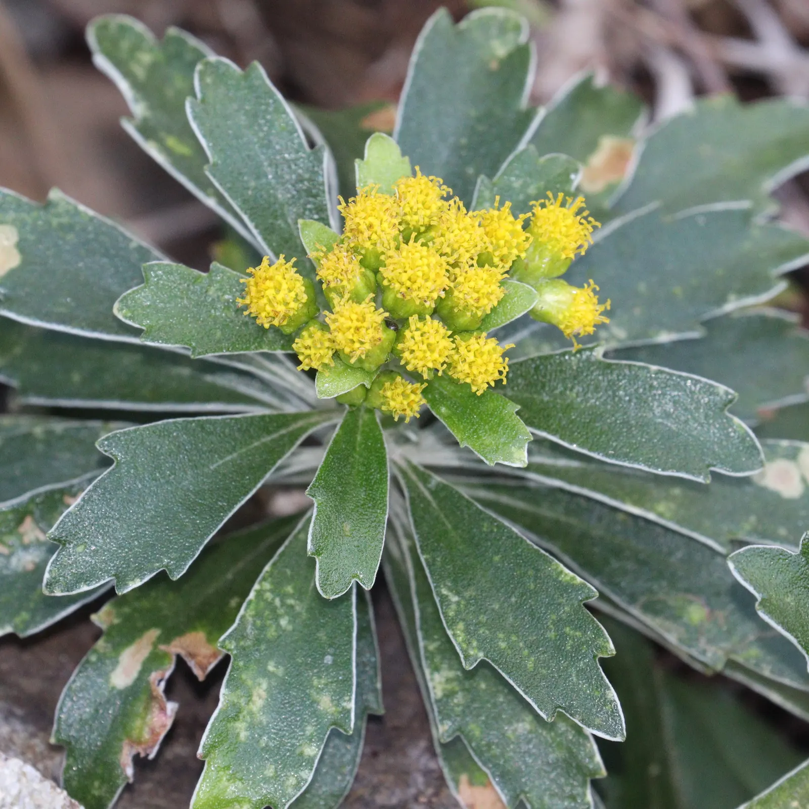 Gold and Silver Chrysanthemum (Chrysanthemum Pacificum) — It boasts a mound-forming habit; preferring full to partial sun exposure, image 68