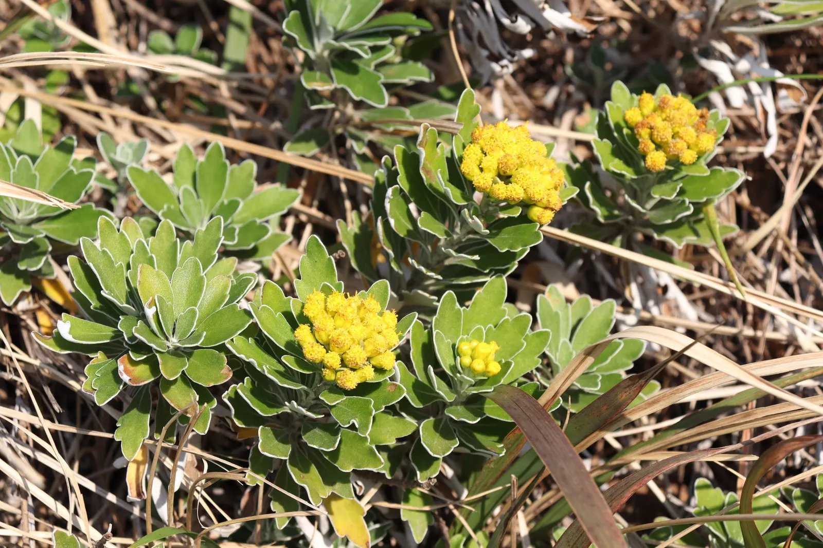Gold and Silver Chrysanthemum (Chrysanthemum Pacificum) — Ajania can be thoughtfully placed to form a textured carpet that weaves through rock, image 55