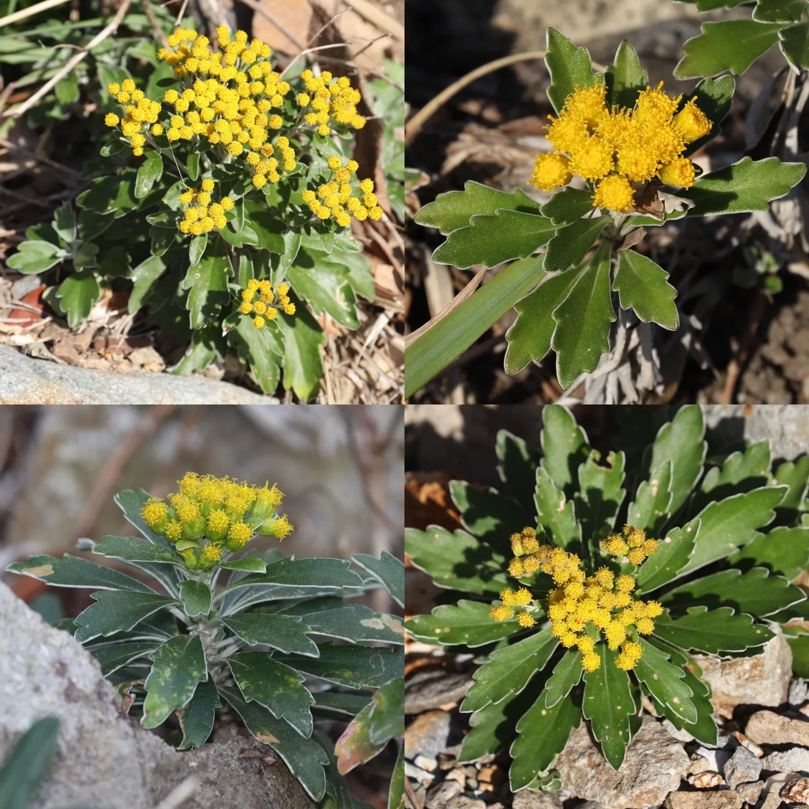 Gold and Silver Chrysanthemum (Chrysanthemum Pacificum) — ground cover / perennial for full