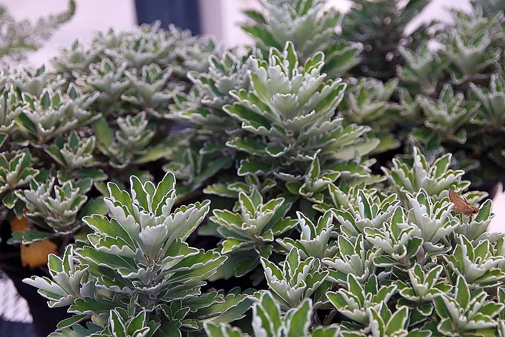 Gold and Silver Chrysanthemum (Chrysanthemum Pacificum) — variegated effect to the landscape