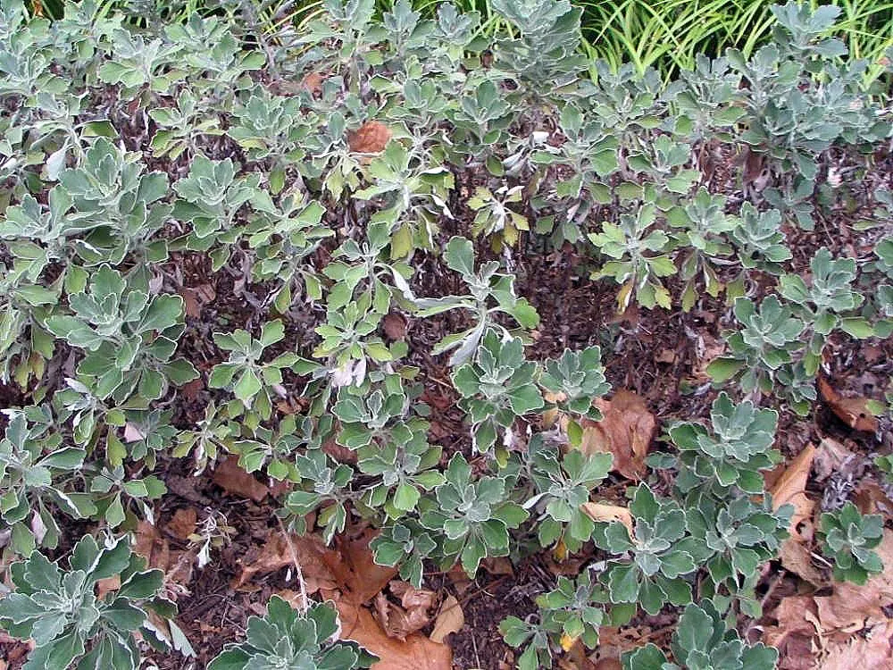 Gold and Silver Chrysanthemum (Chrysanthemum Pacificum) — ground cover / perennial for full; providing year-round interest with minimal upkeep, image 60