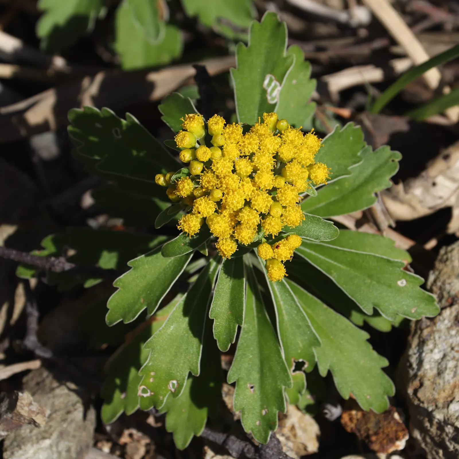 Gold and Silver Chrysanthemum (Chrysanthemum Pacificum) — is an evergreen perennial boasting silver-edged foliage and vibrant yellow button flowers, image 21