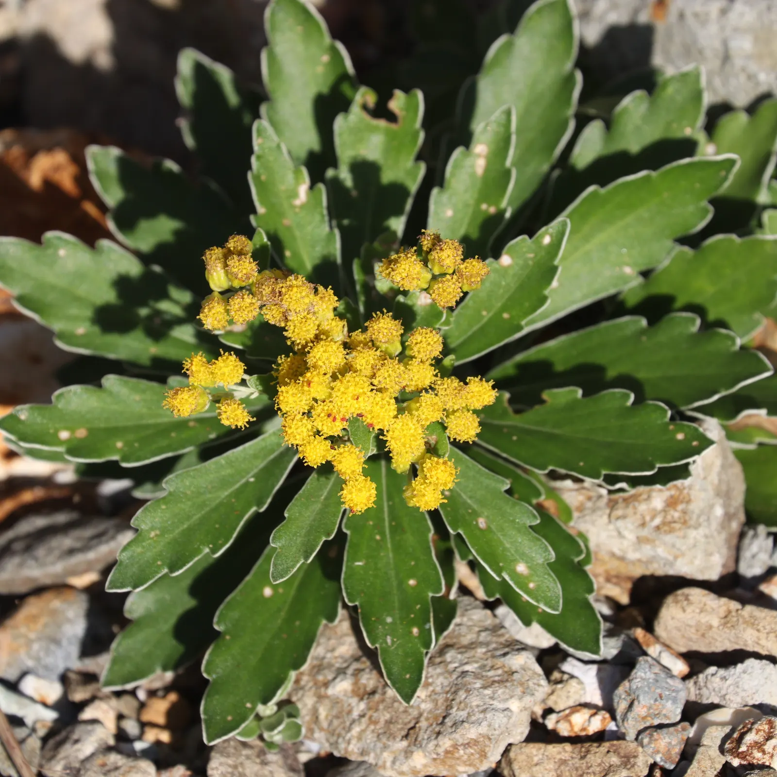 Gold and Silver Chrysanthemum (Chrysanthemum Pacificum) — providing year-round interest with minimal upkeep; its resiliency and distinctive appearance make it