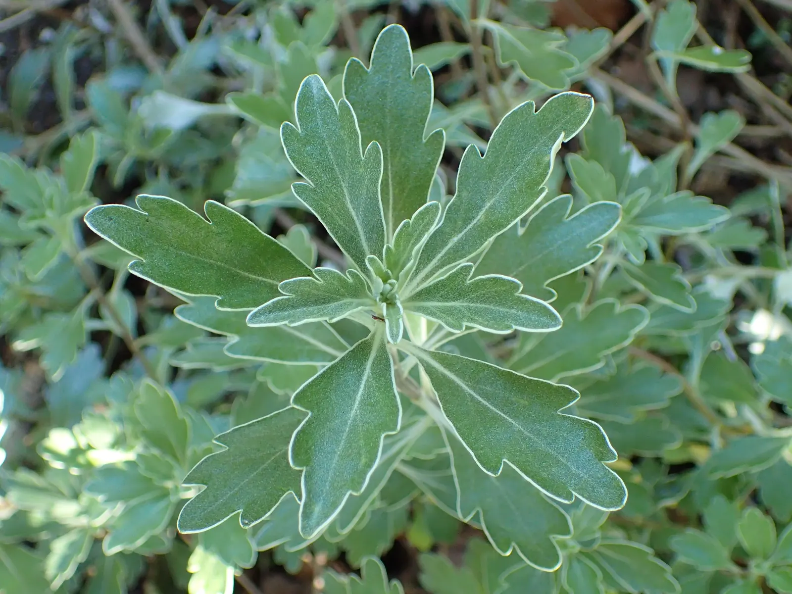 Gold and Silver Chrysanthemum (Chrysanthemum Pacificum) — low-maintenance plant forms a neat mound about 12 inches high and 18 inches wide; variegated effect