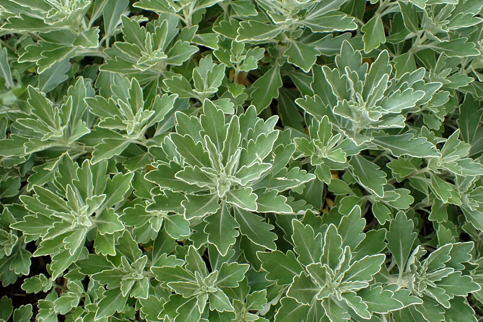 Gold and Silver Chrysanthemum (Chrysanthemum Pacificum) — variegated effect to the landscape; it thrives in well-drained soil with moderate moisture levels