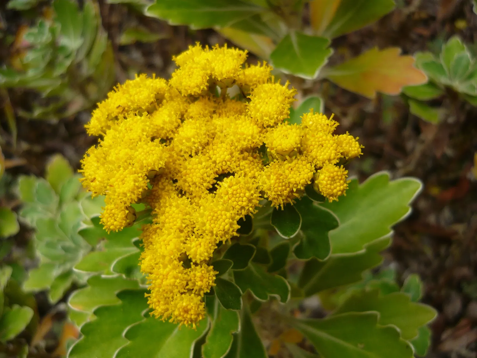 Gold and Silver Chrysanthemum (Chrysanthemum Pacificum) — is an evergreen perennial boasting silver-edged foliage and vibrant yellow button flowers, image 61