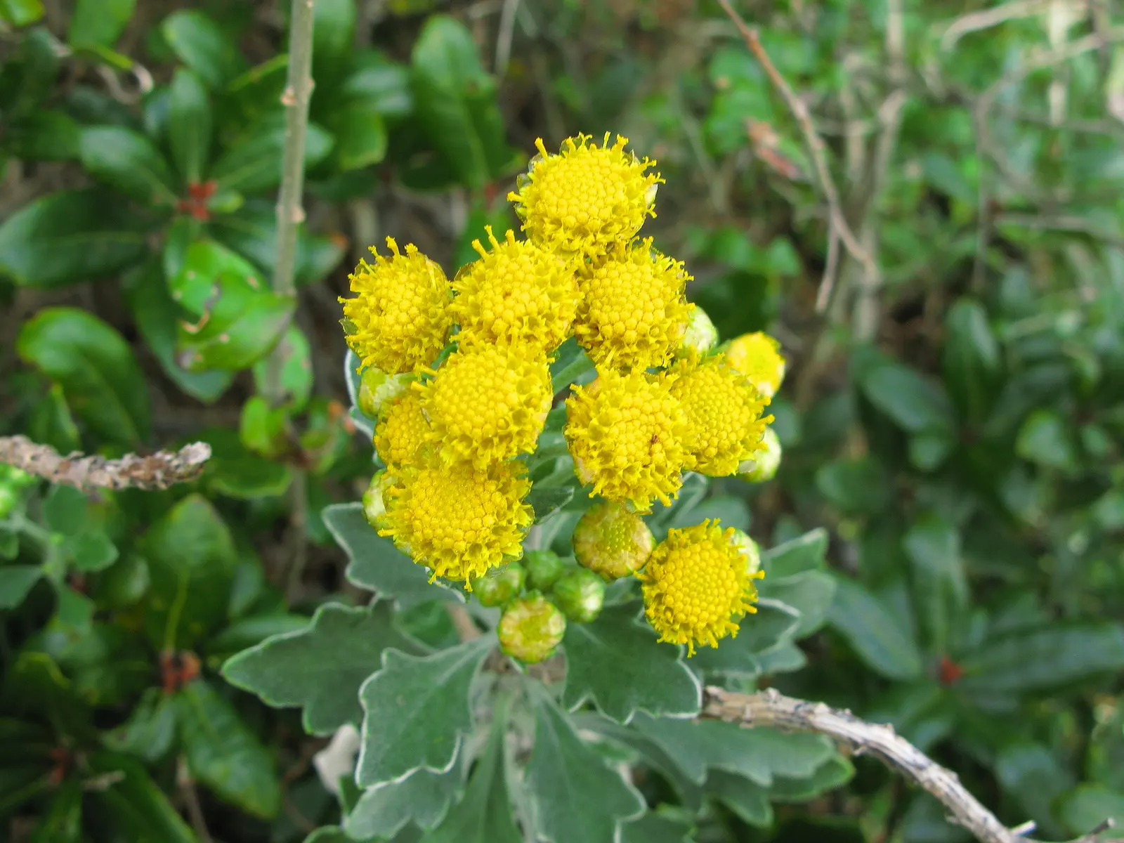 Gold and Silver Chrysanthemum (Chrysanthemum Pacificum) — variegated effect to the landscape; it thrives in well-drained soil with moderate, image 51