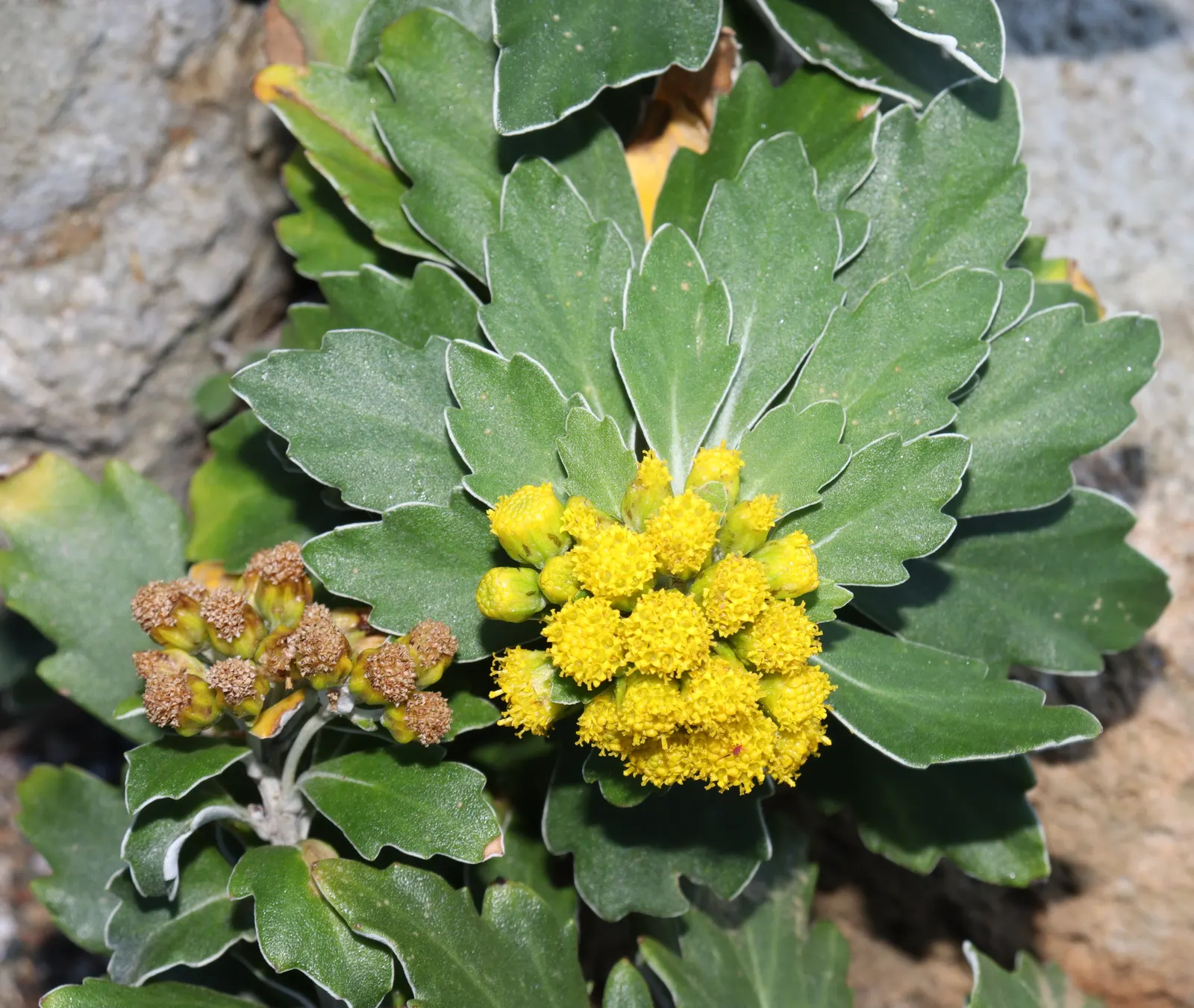 Gold and Silver Chrysanthemum (Chrysanthemum Pacificum) — ground cover / perennial with yellow blooms; ovate leaves with a unique silver edge that, image 59