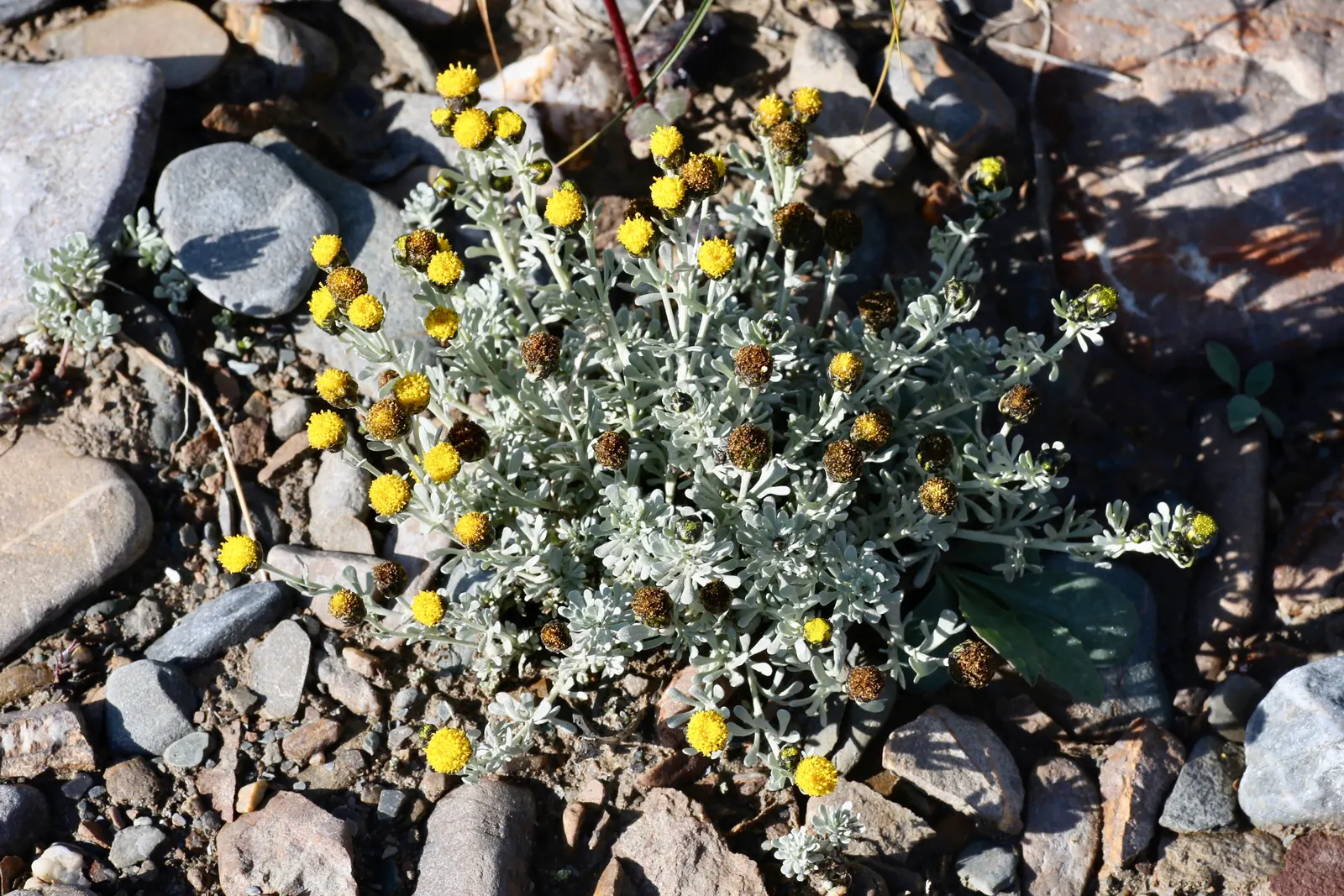 Gold and Silver Chrysanthemum (Chrysanthemum Pacificum) — commonly known as Chrysanthemum pacificum or Pacific Chrysanthemum; ground cover /, image 66