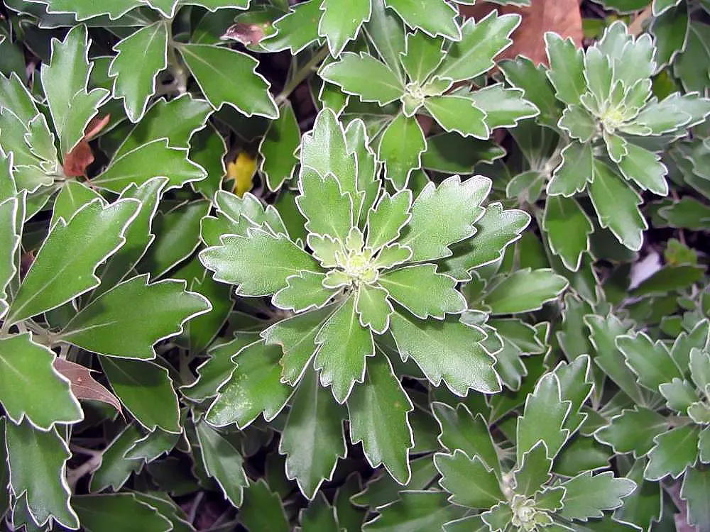 Gold and Silver Chrysanthemum (Chrysanthemum Pacificum) — preferring full to partial sun exposure; it boasts a mound-forming habit, image 53