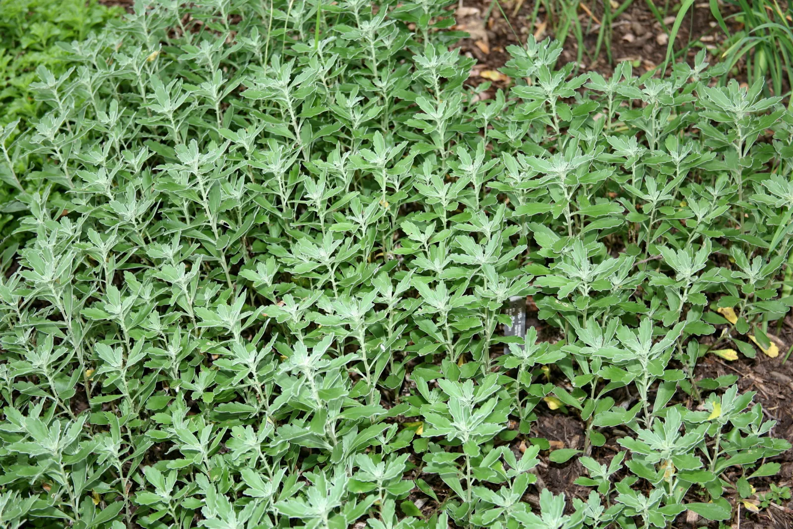 Gold and Silver Chrysanthemum (Chrysanthemum Pacificum) — Thriving in full sun to part shade, it prefers well-drained soil and regular watering, image 64