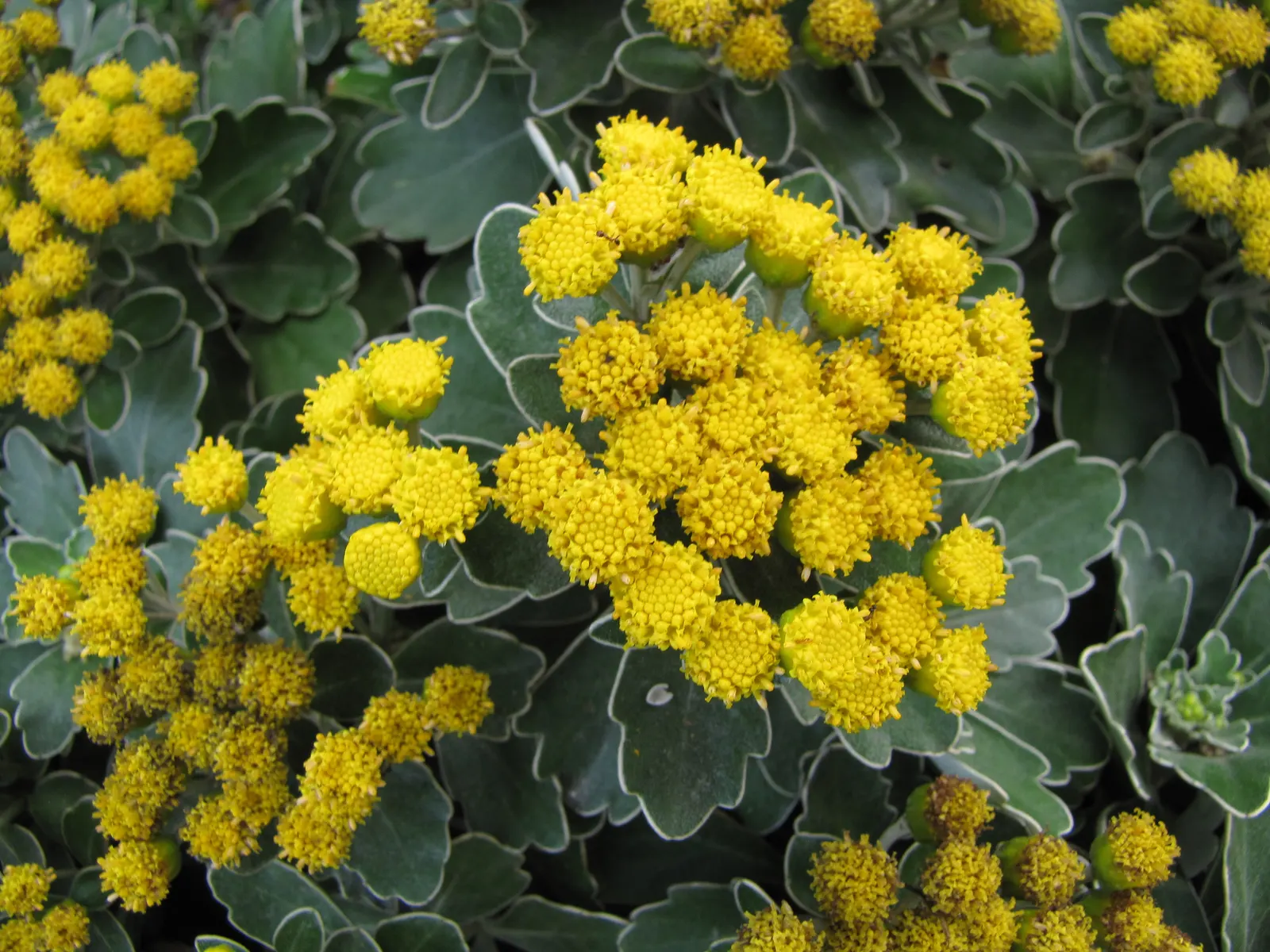 Gold and Silver Chrysanthemum (Chrysanthemum Pacificum) — low-maintenance plant forms a neat mound about 12 inches high and 18 inches wide, image 42