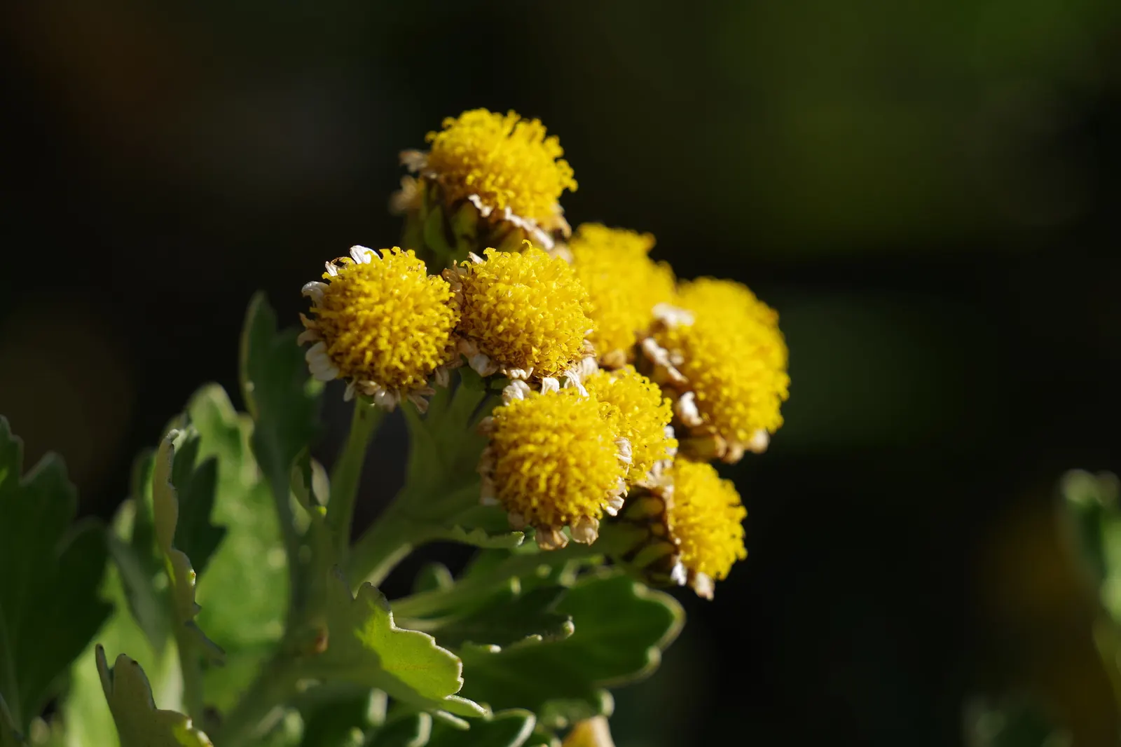 Gold and Silver Chrysanthemum (Chrysanthemum Pacificum) — ovate leaves with a unique silver edge that adds a shimmering; is a striking perennial, image 50