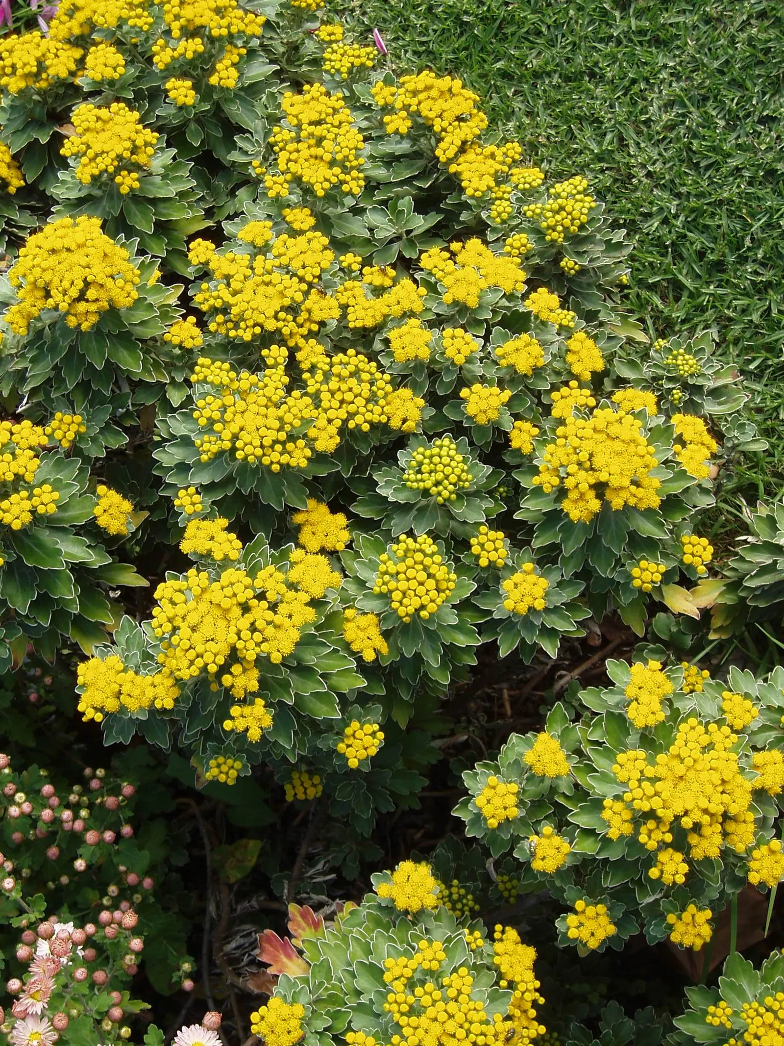 Gold and Silver Chrysanthemum (Chrysanthemum Pacificum) — Thriving in full sun to part shade, it prefers well-drained soil and regular watering