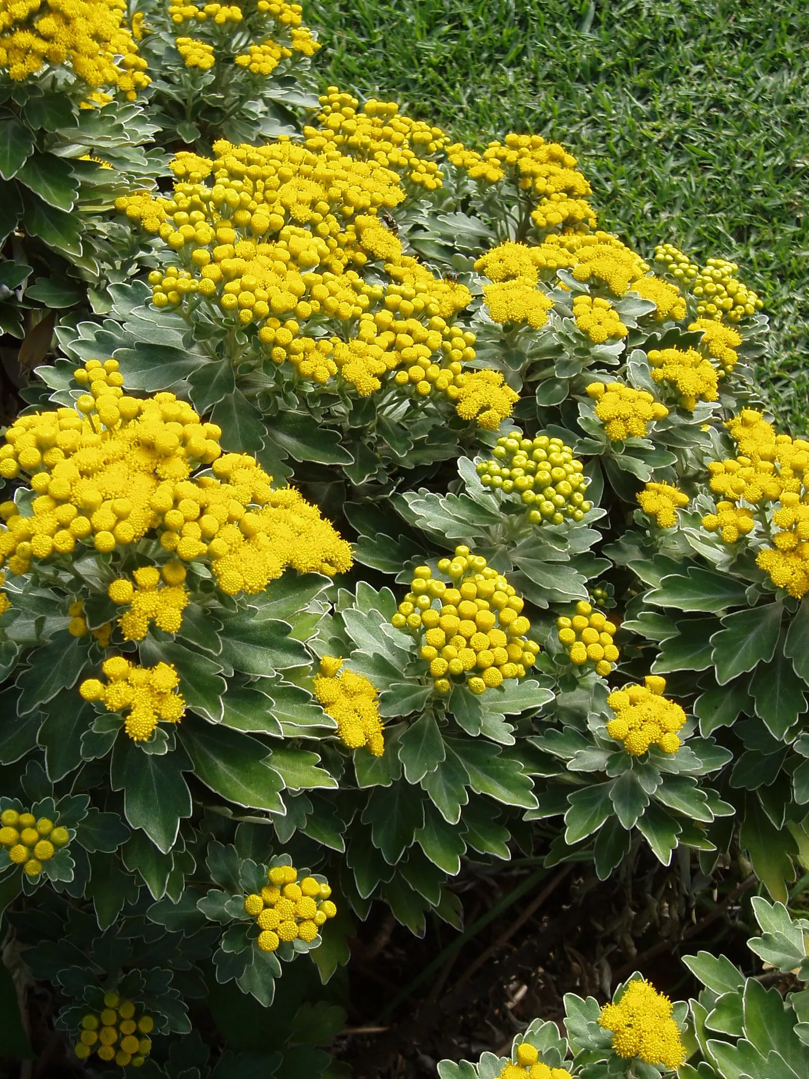 Gold and Silver Chrysanthemum (Chrysanthemum Pacificum) — Its resiliency and distinctive appearance make it a valuable addition to any garden; typically