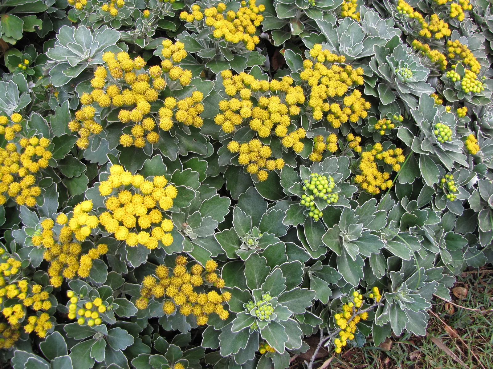 Gold and Silver Chrysanthemum (Chrysanthemum Pacificum) — ground cover / perennial for full; providing year-round interest with minimal upkeep