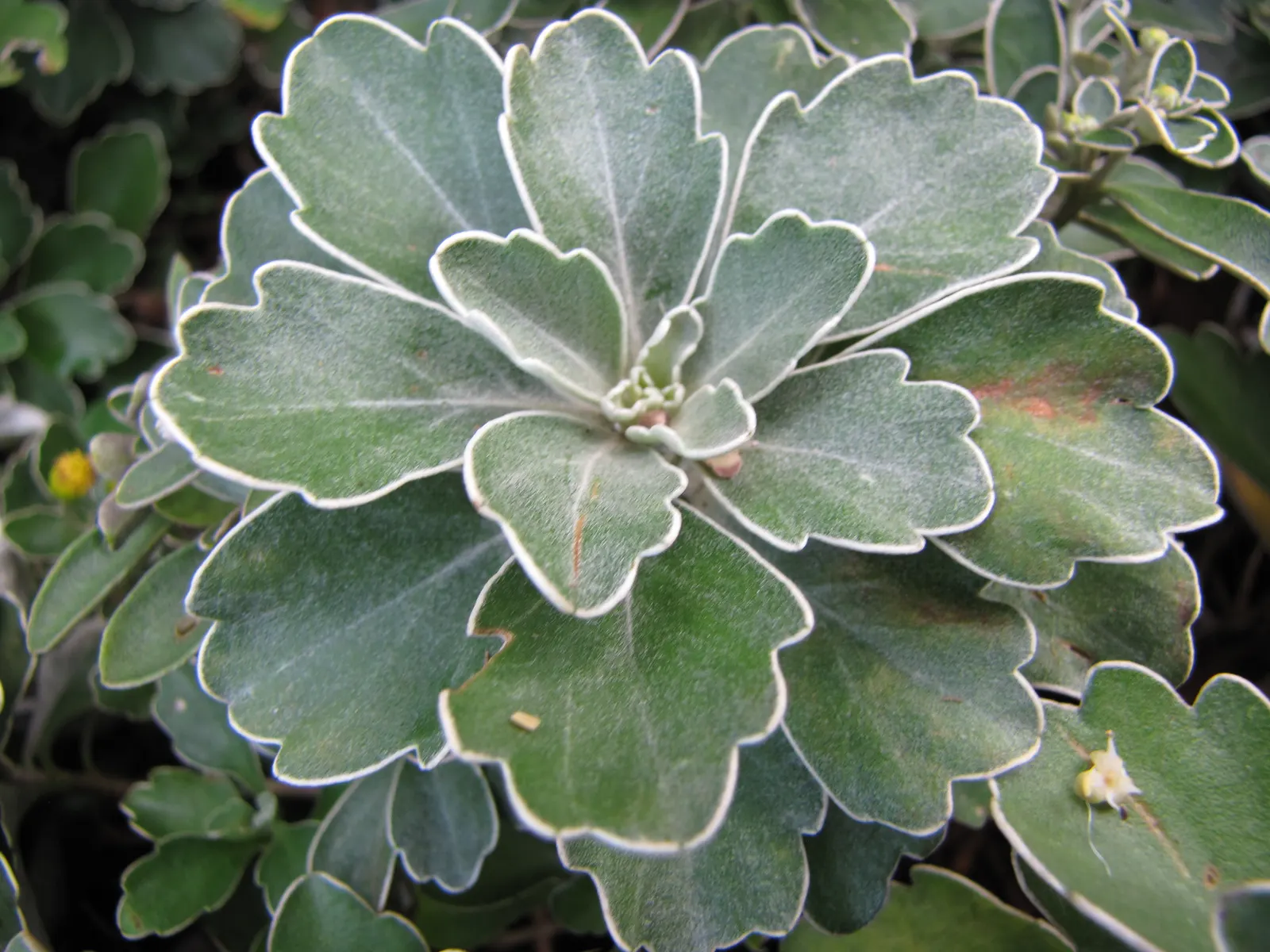 Gold and Silver Chrysanthemum (Chrysanthemum Pacificum) — typically reaching heights of up to 12 inches and spreading outwards to about 18 inches; ground cover