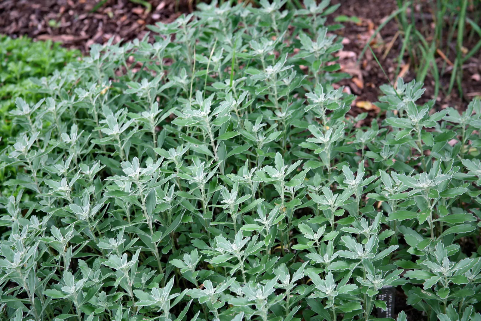 Gold and Silver Chrysanthemum (Chrysanthemum Pacificum) — typically reaching heights of up to 12 inches and spreading outwards to about 18 inches