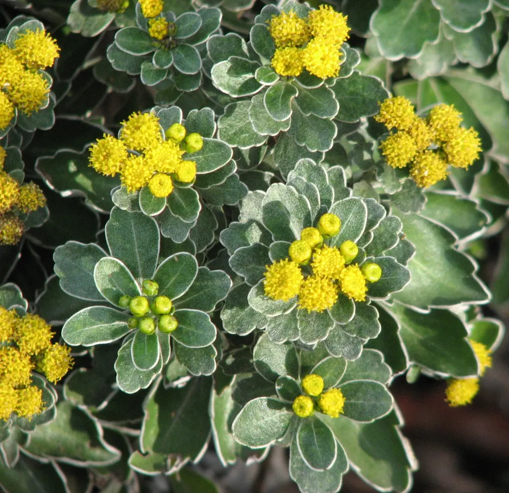 Gold and Silver Chrysanthemum (Chrysanthemum Pacificum) — is a striking perennial plant native to the coastal areas of Japan; commonly known as, image 47