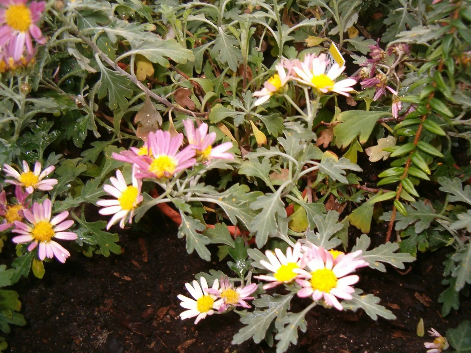 Gold and Silver Chrysanthemum (Chrysanthemum Pacificum) — yellow flowers in the garden; perfect for borders and rock gardens, image 58