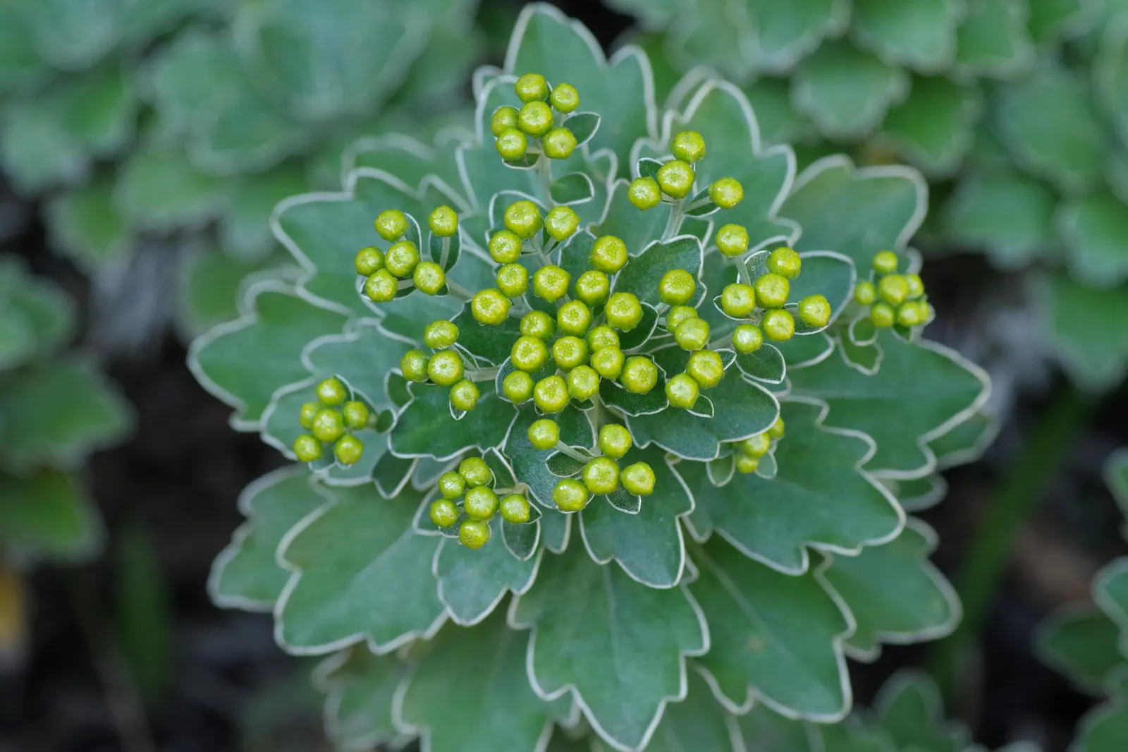 Gold and Silver Chrysanthemum (Chrysanthemum Pacificum) — It thrives in well-drained soil with moderate moisture levels; ajania can be thoughtfully, image 54
