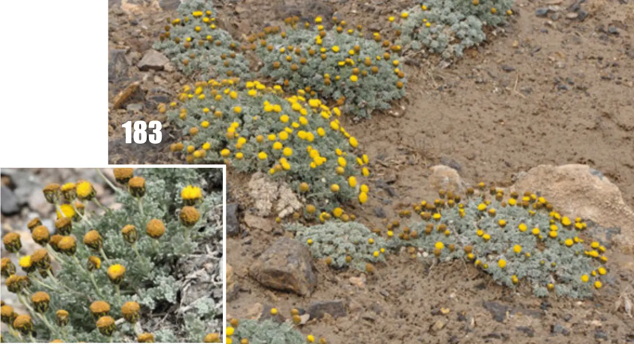 Gold and Silver Chrysanthemum (Chrysanthemum Pacificum) — Thriving in full sun to part shade, it prefers well-drained soil and regular watering; its silvery