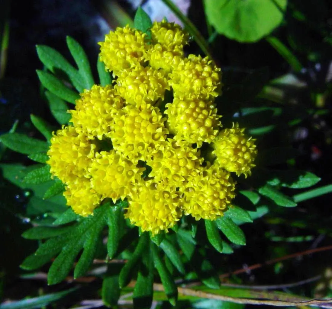 Gold and Silver Chrysanthemum (Chrysanthemum Pacificum) — commonly known as Chrysanthemum pacificum or Pacific Chrysanthemum