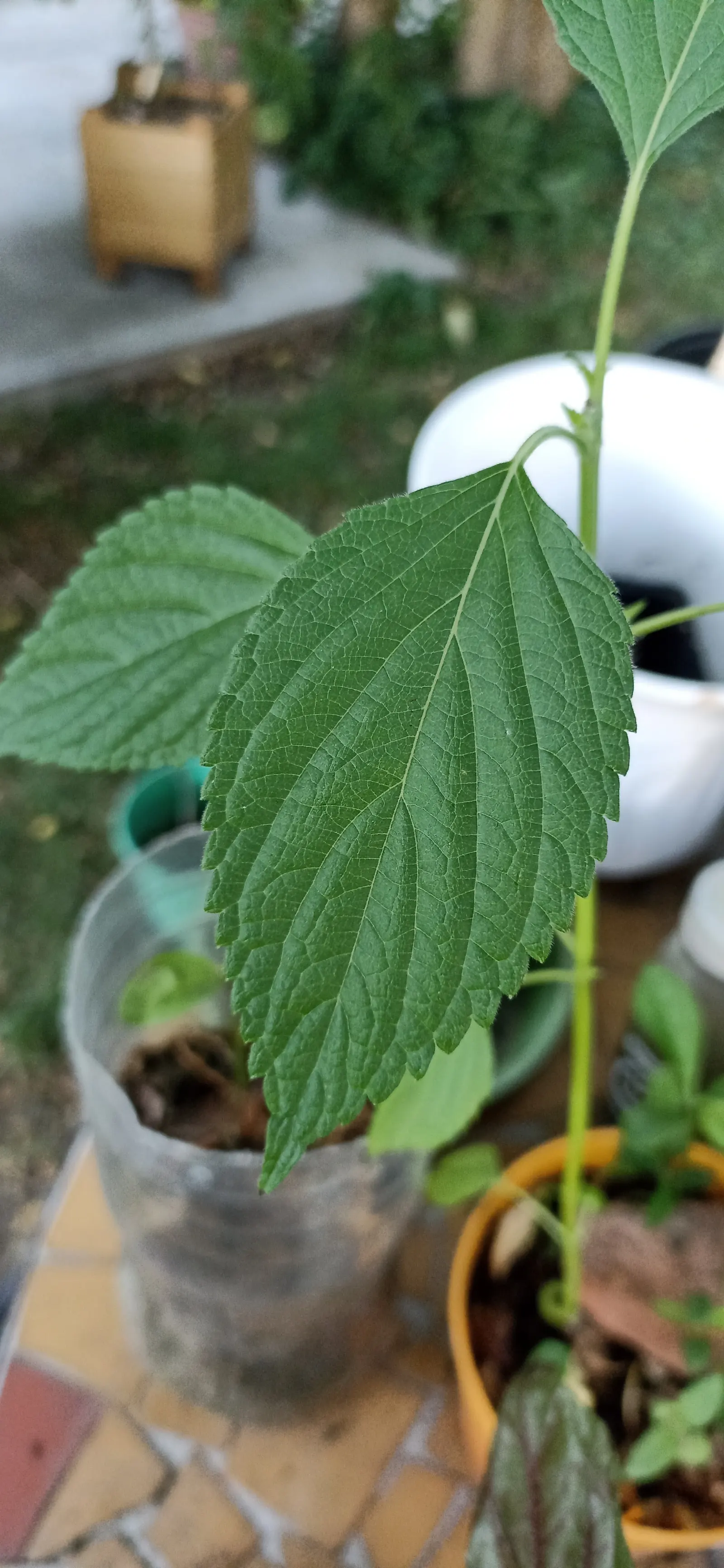 Chia (Salvia Columbariae) — requiring minimal water once established