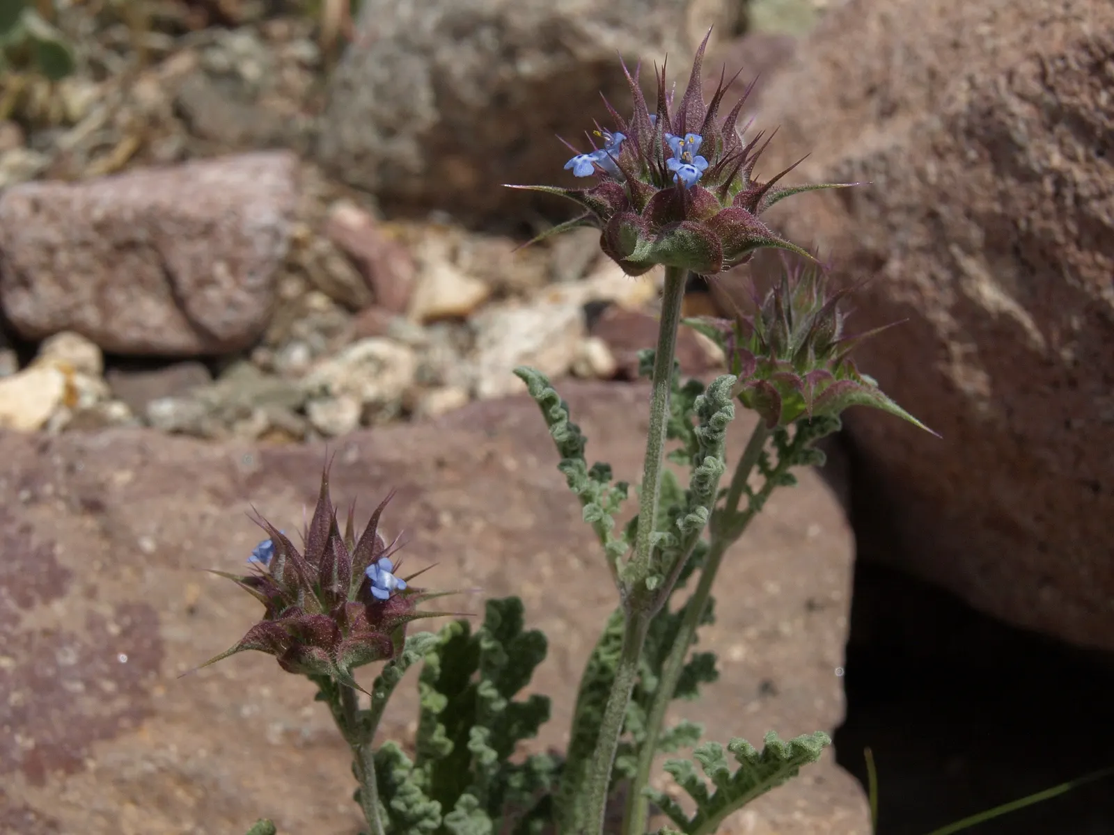 Chia (Salvia Columbariae) — is a flowering annual herb prized for its dense clusters of vibrant blue to purple flowers