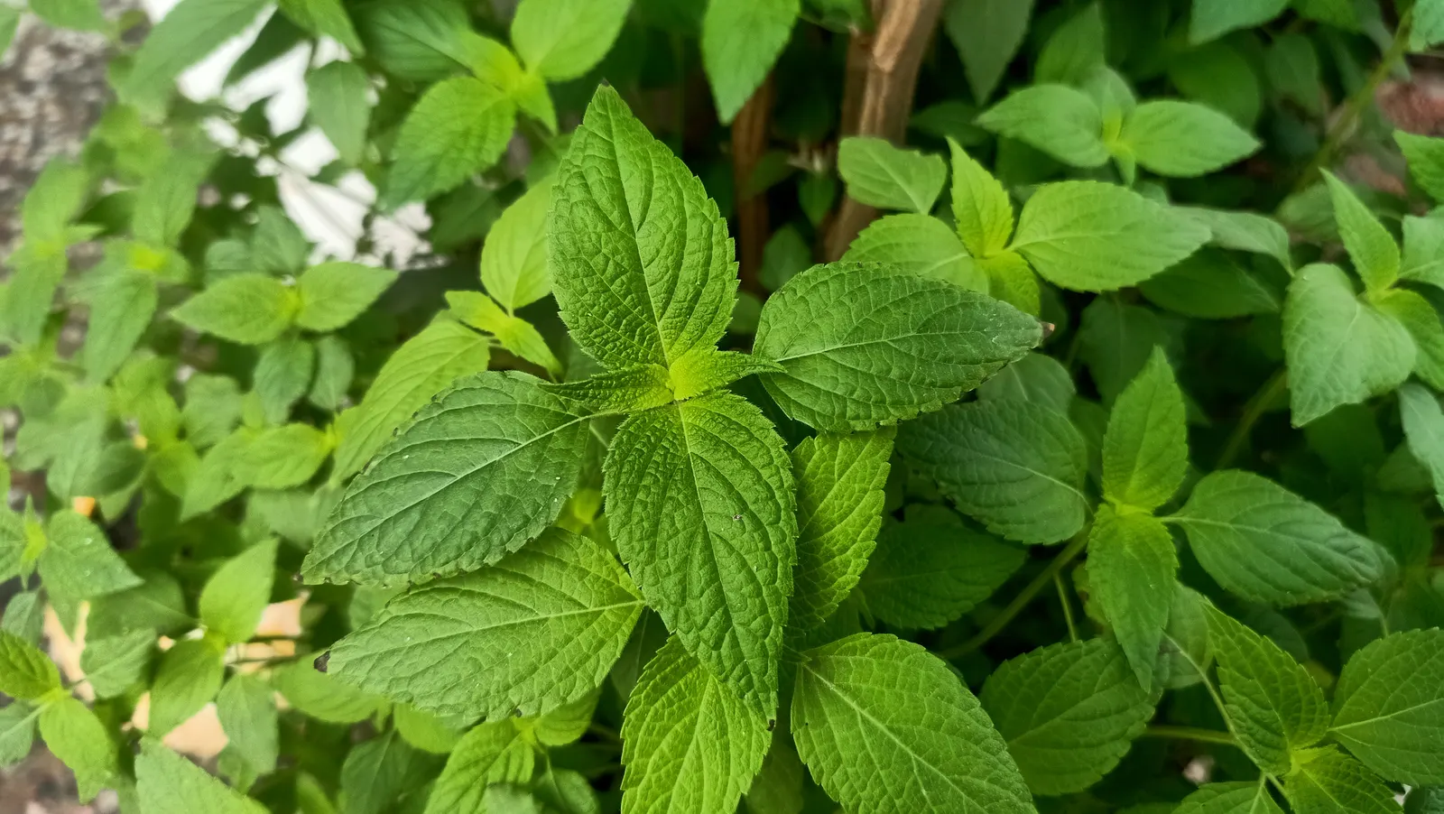 Chia (Salvia Columbariae) — A member of the Lamiaceae family
