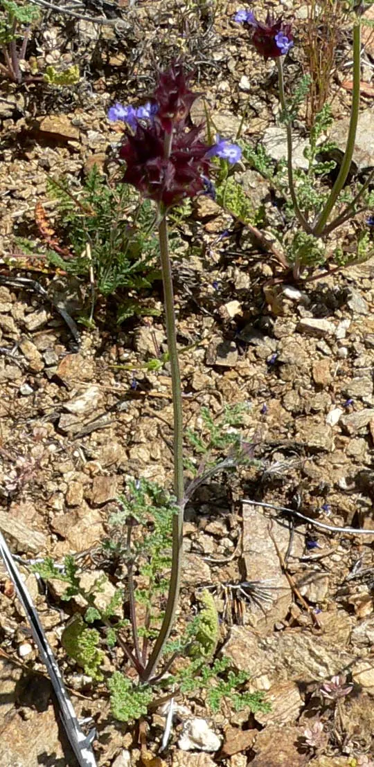Chia (Salvia Columbariae) — annual for full or half