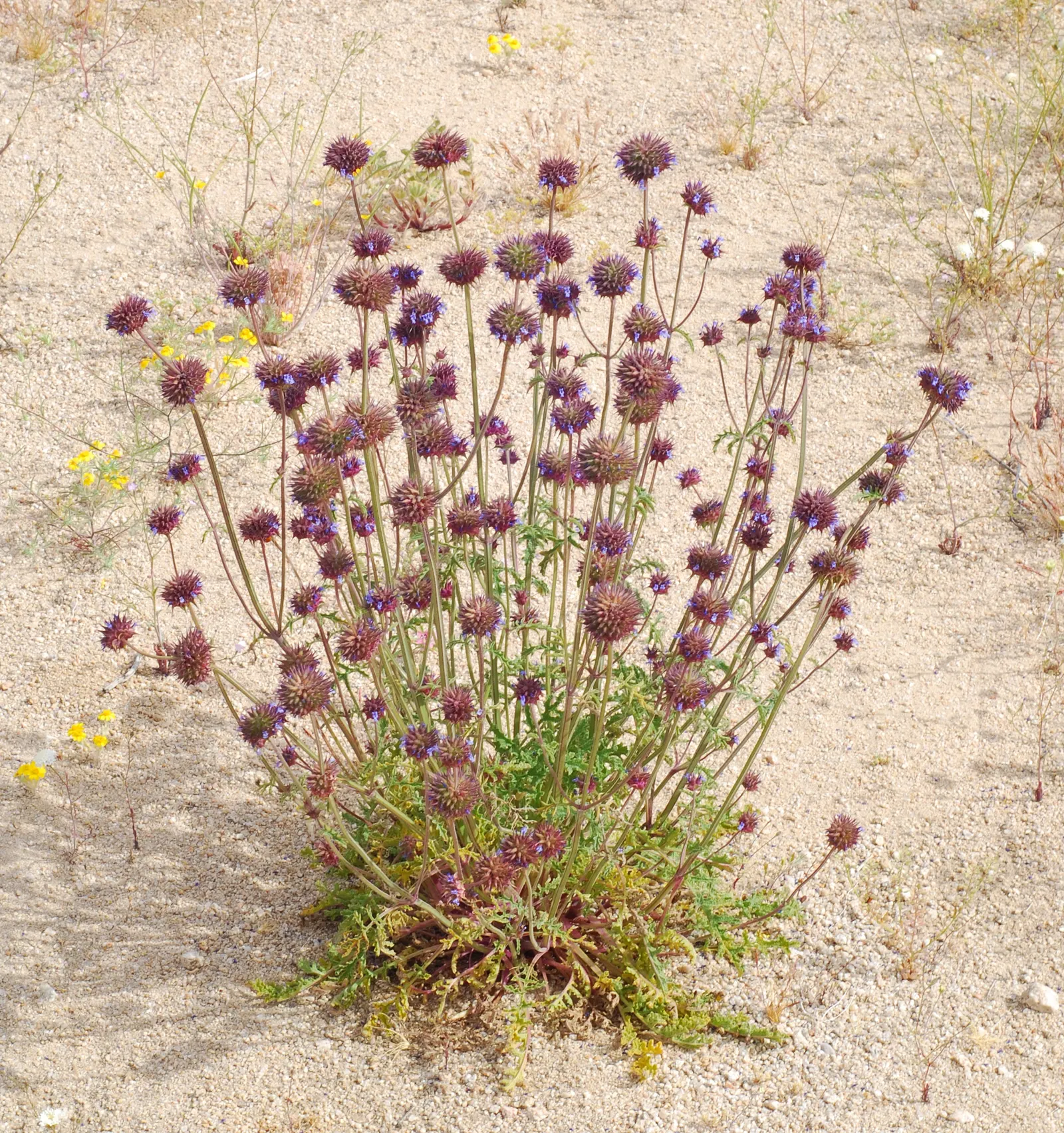 Chia (Salvia Columbariae) — this annual herb is native to the southwestern United States and northwestern Mexico
