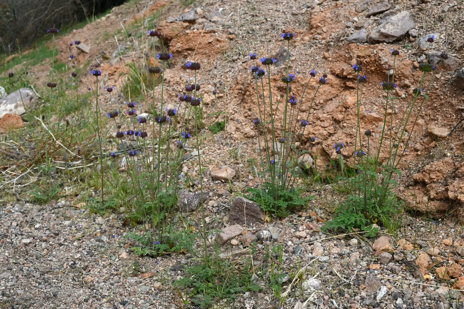 Chia (Salvia Columbariae) — This low-maintenance plant is an excellent choice for borders