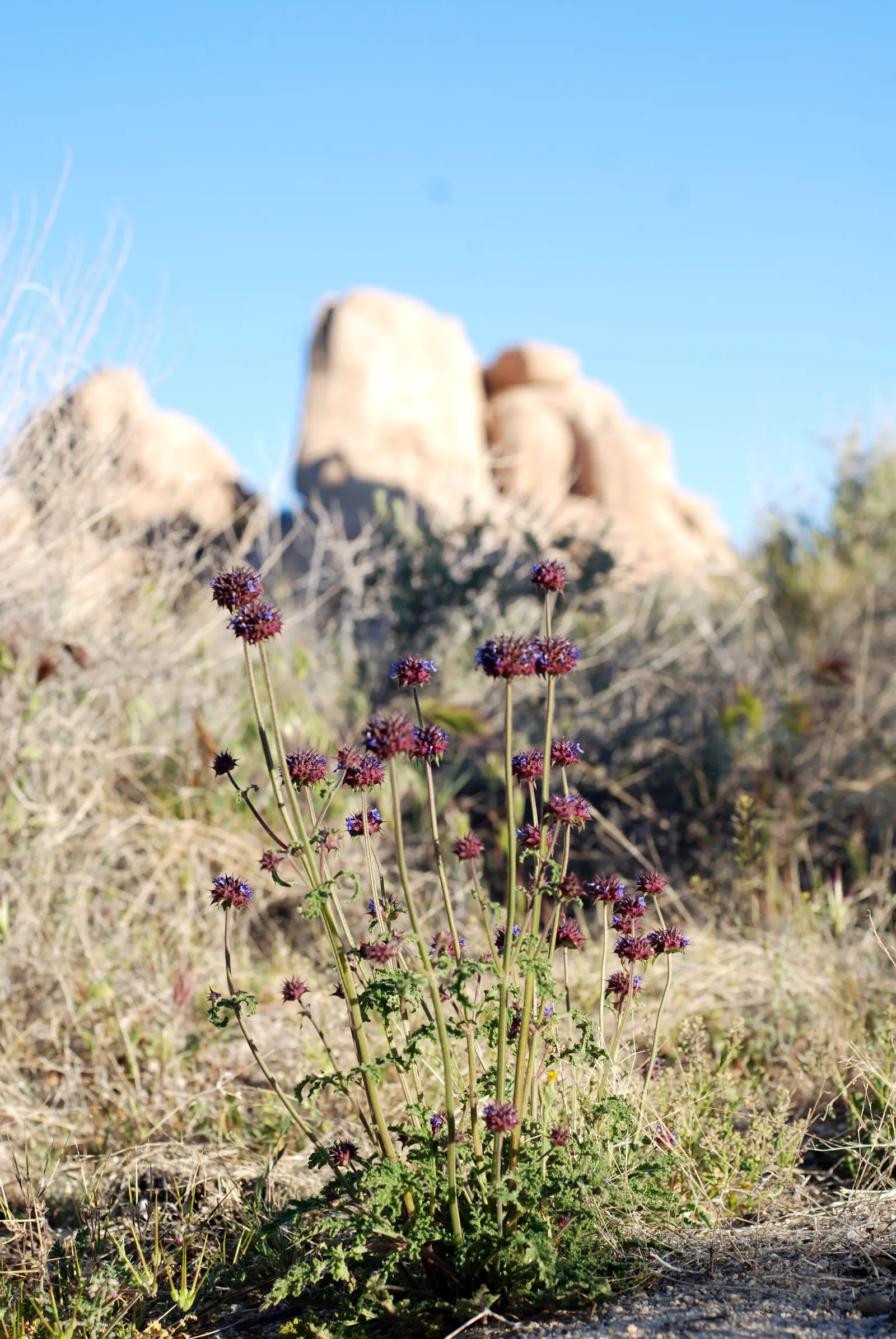 Chia (Salvia Columbariae) — commonly referred to as Chia or Golden Chia; maturing around 1-1.5 feet tall and wide