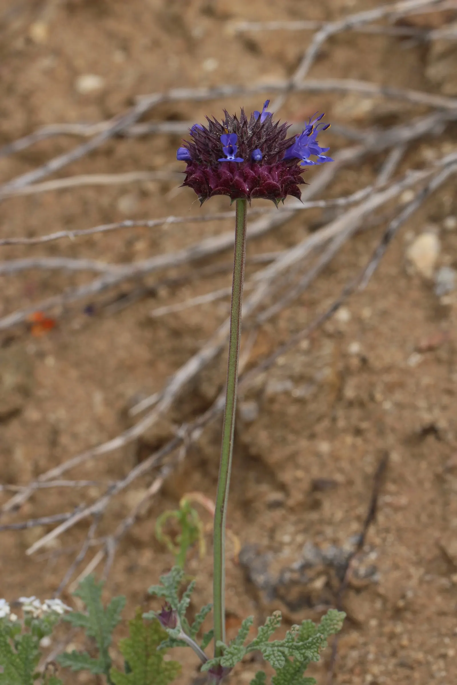 Chia (Salvia Columbariae) — commonly referred to as Chia or Golden Chia