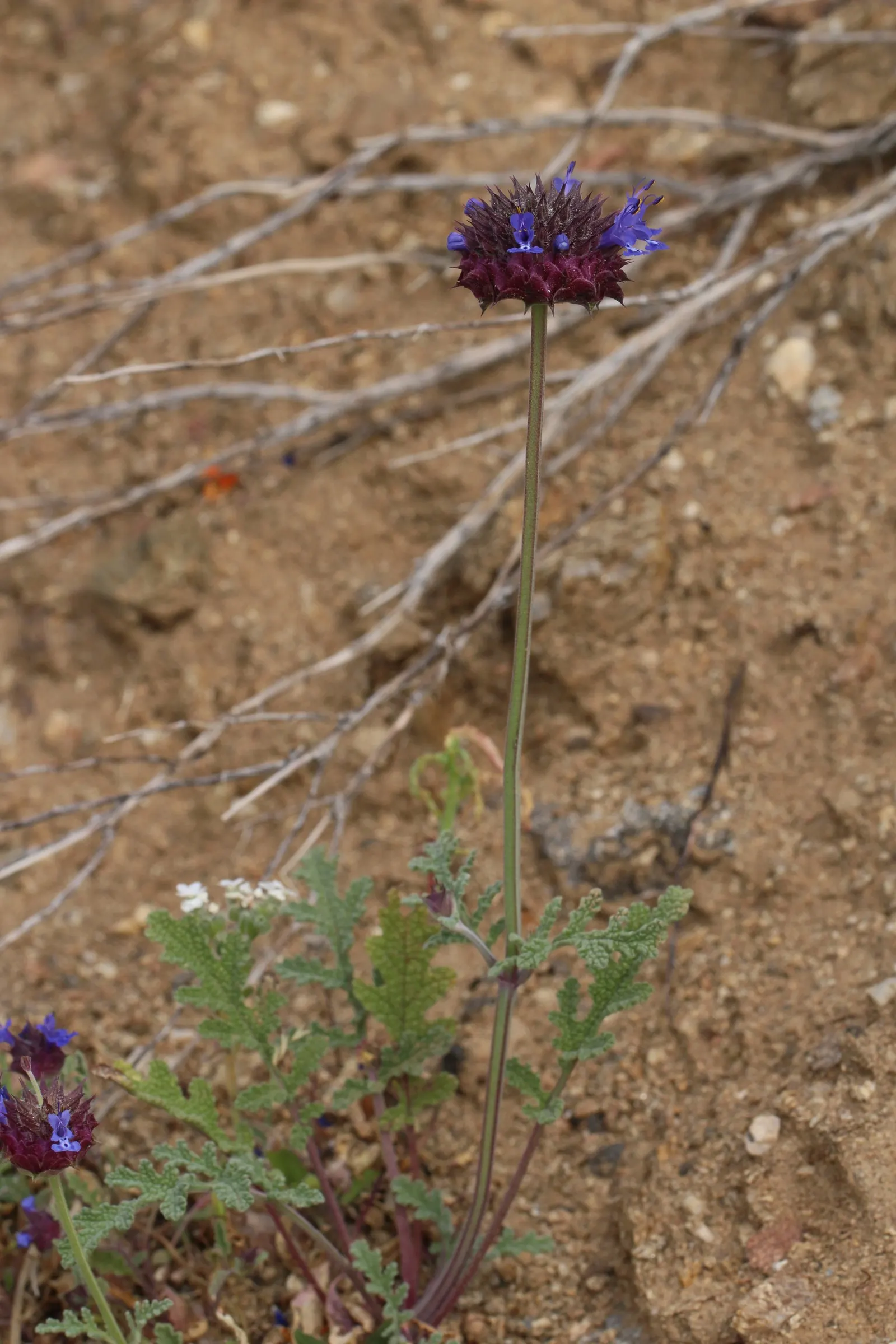Chia (Salvia Columbariae) — is a flowering annual herb prized for its dense clusters of vibrant blue to purple flowers; requiring minimal water once established