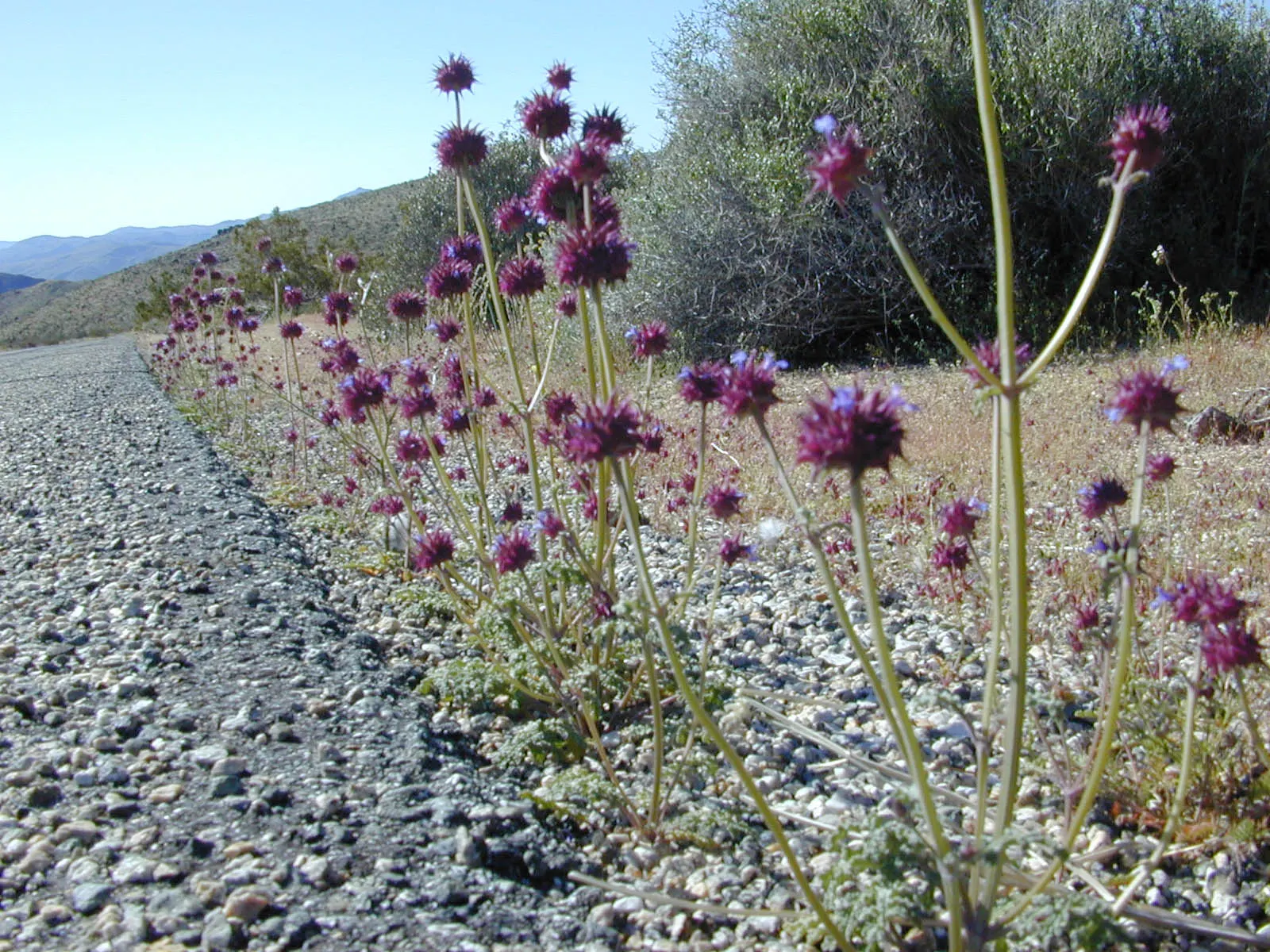 Chia (Salvia Columbariae) — annual for full or half; providing both functional and ornamental value