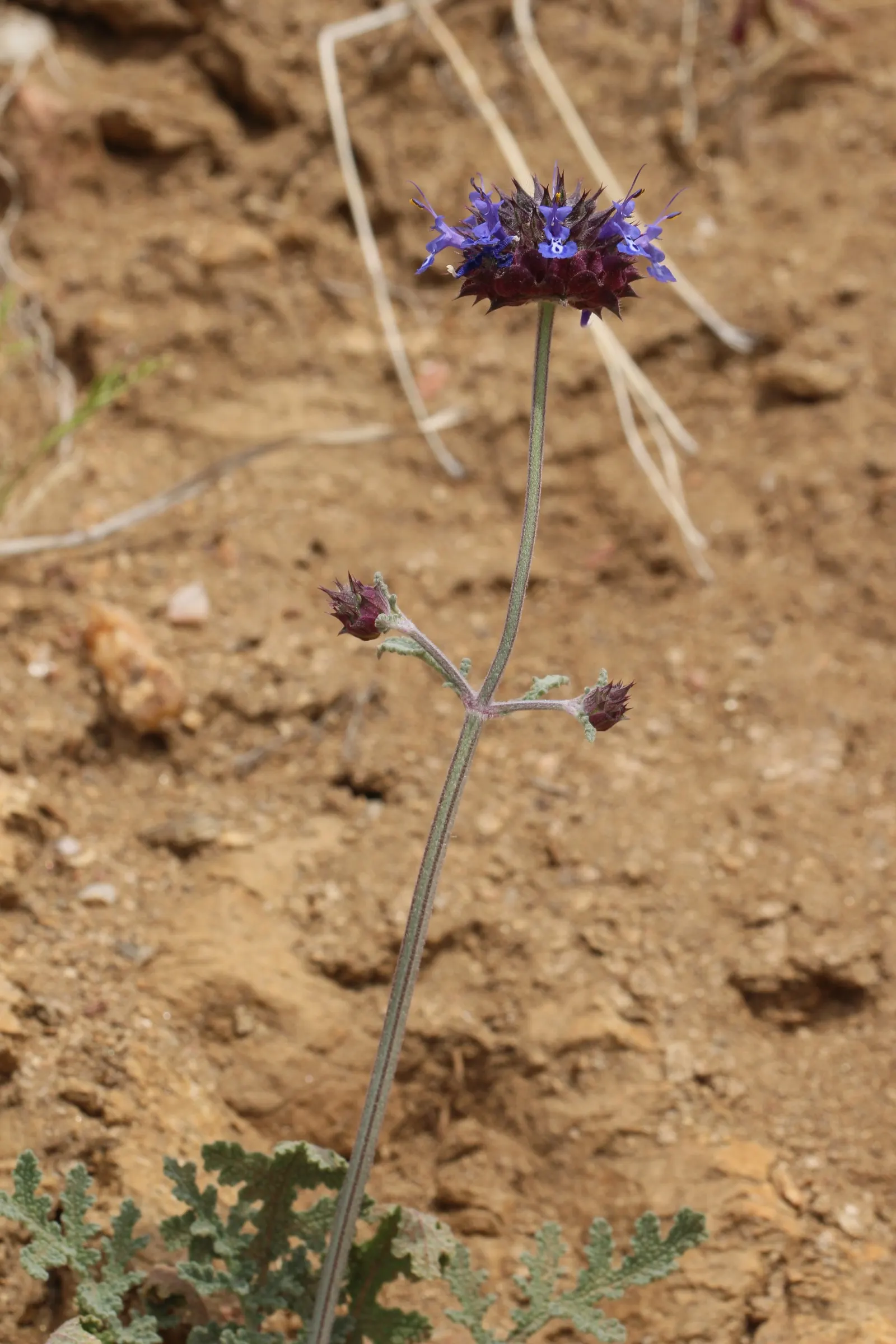 Chia (Salvia Columbariae) — it thrives in full sun and well-drained soils; or naturalistic rock gardens