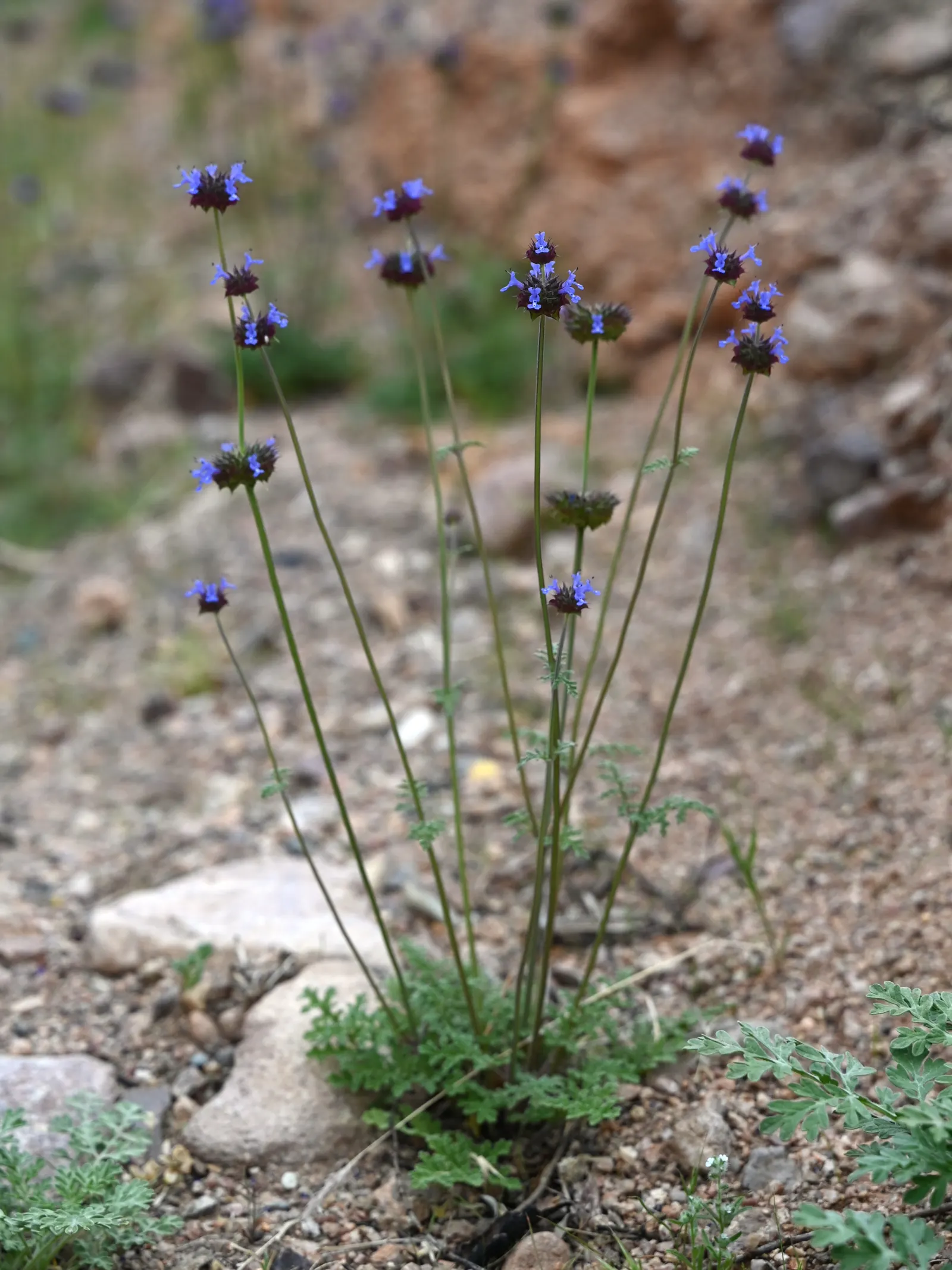 Chia (Salvia Columbariae) — is a flowering annual herb prized for its dense clusters of vibrant blue to purple flowers; requiring minimal water, image 45