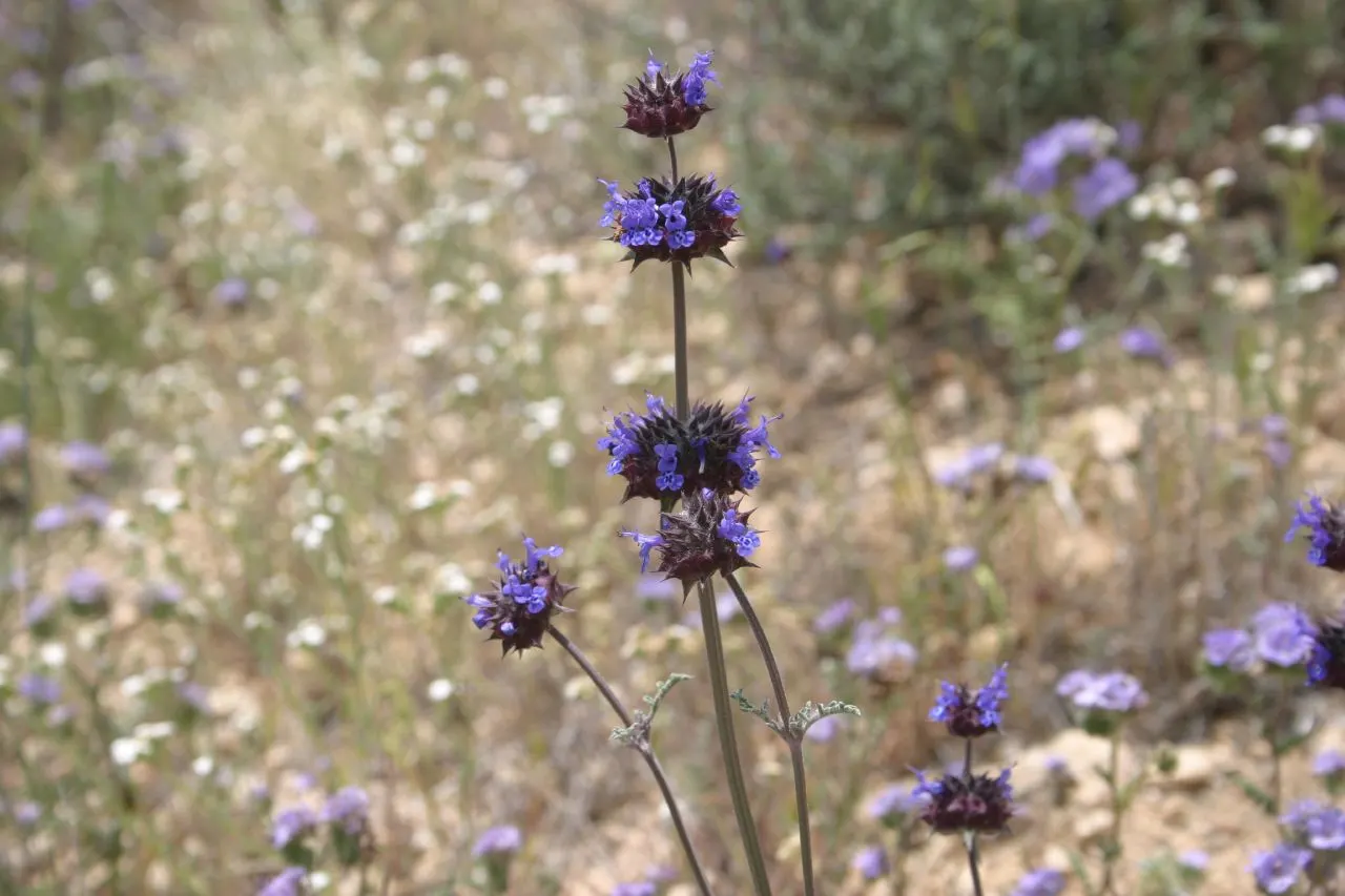 Chia (Salvia Columbariae) — annual with blue blooms